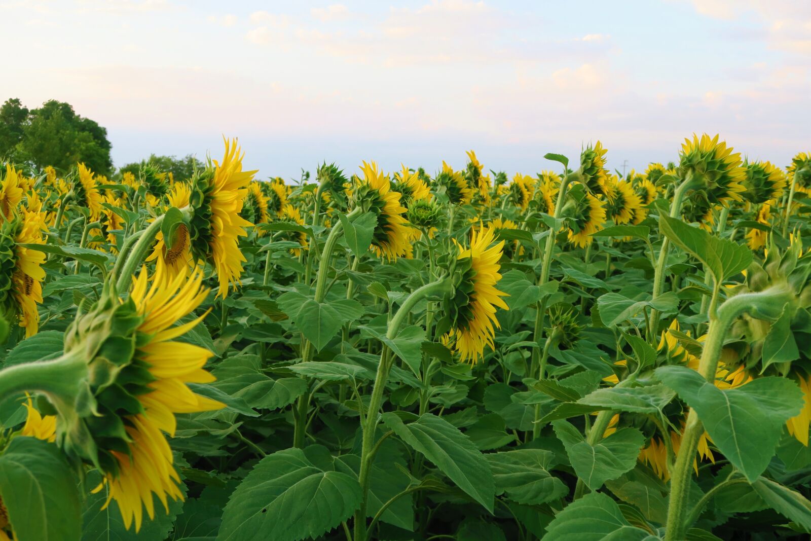 Canon PowerShot G7 X sample photo. Sunflower, plant, flower photography
