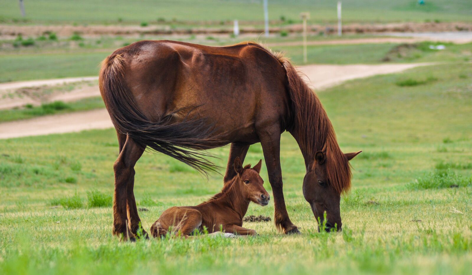 Nikon D90 sample photo. Horse, mare, foal photography