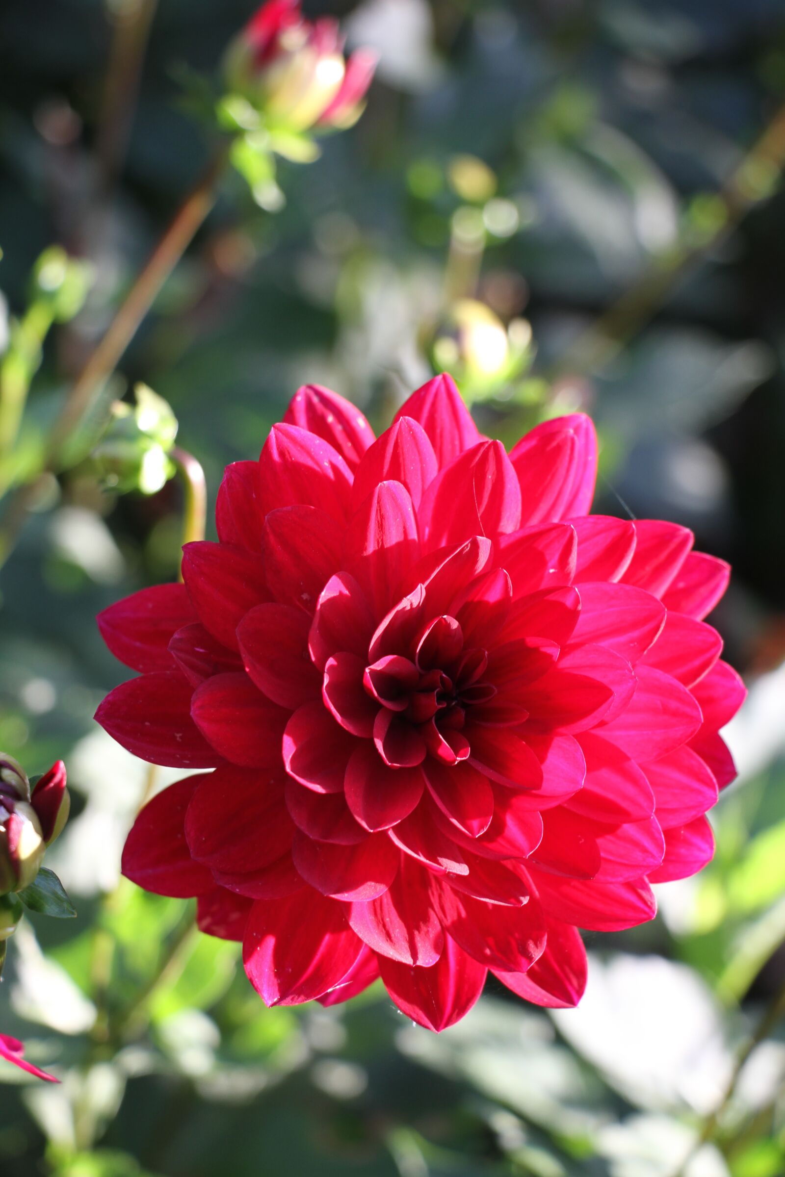 Canon EOS 7D + Canon EF-S 18-135mm F3.5-5.6 IS STM sample photo. Dahlia, red, flower photography