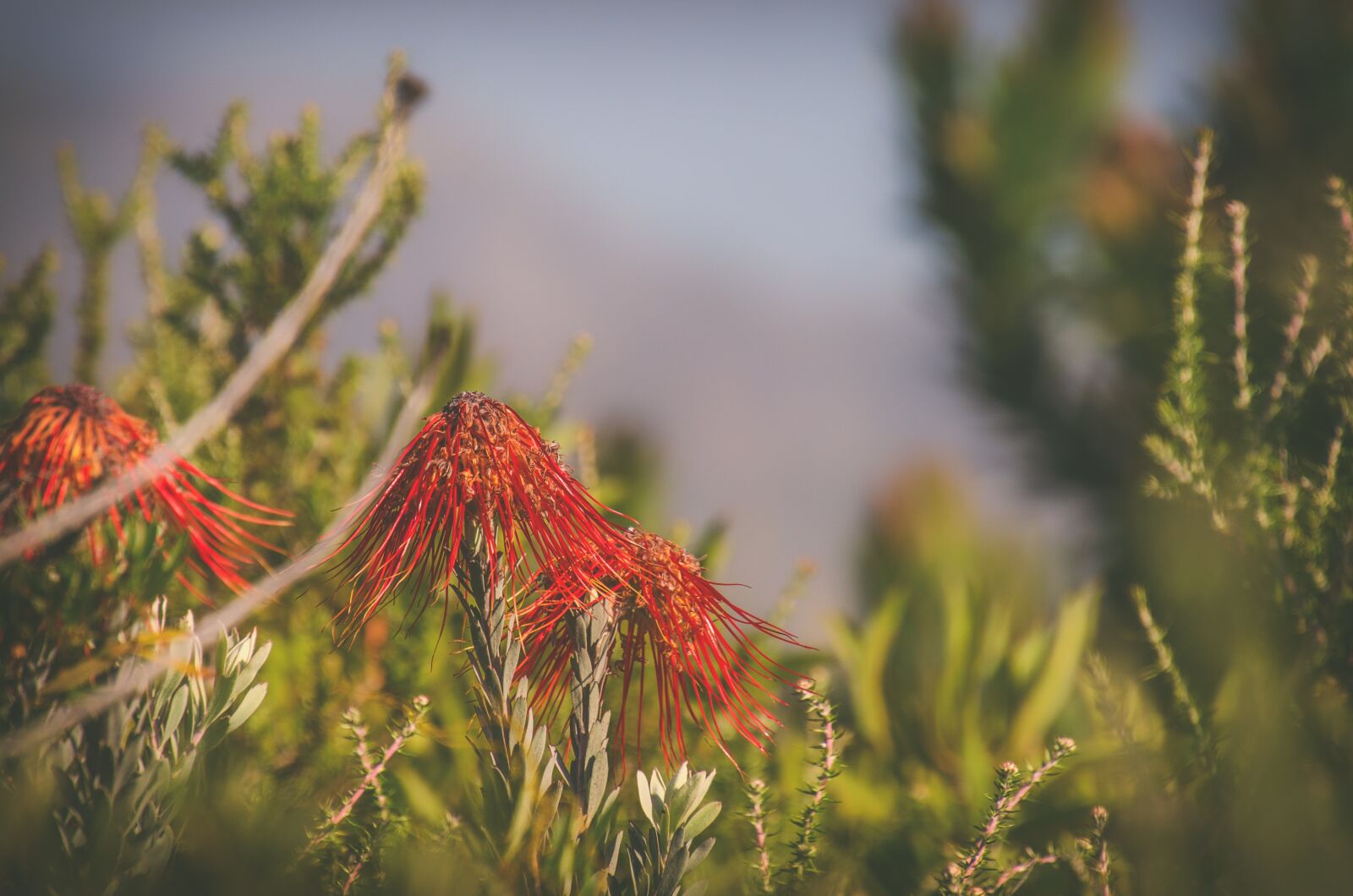 Nikon D7000 sample photo. Protea, flowers, nature photography
