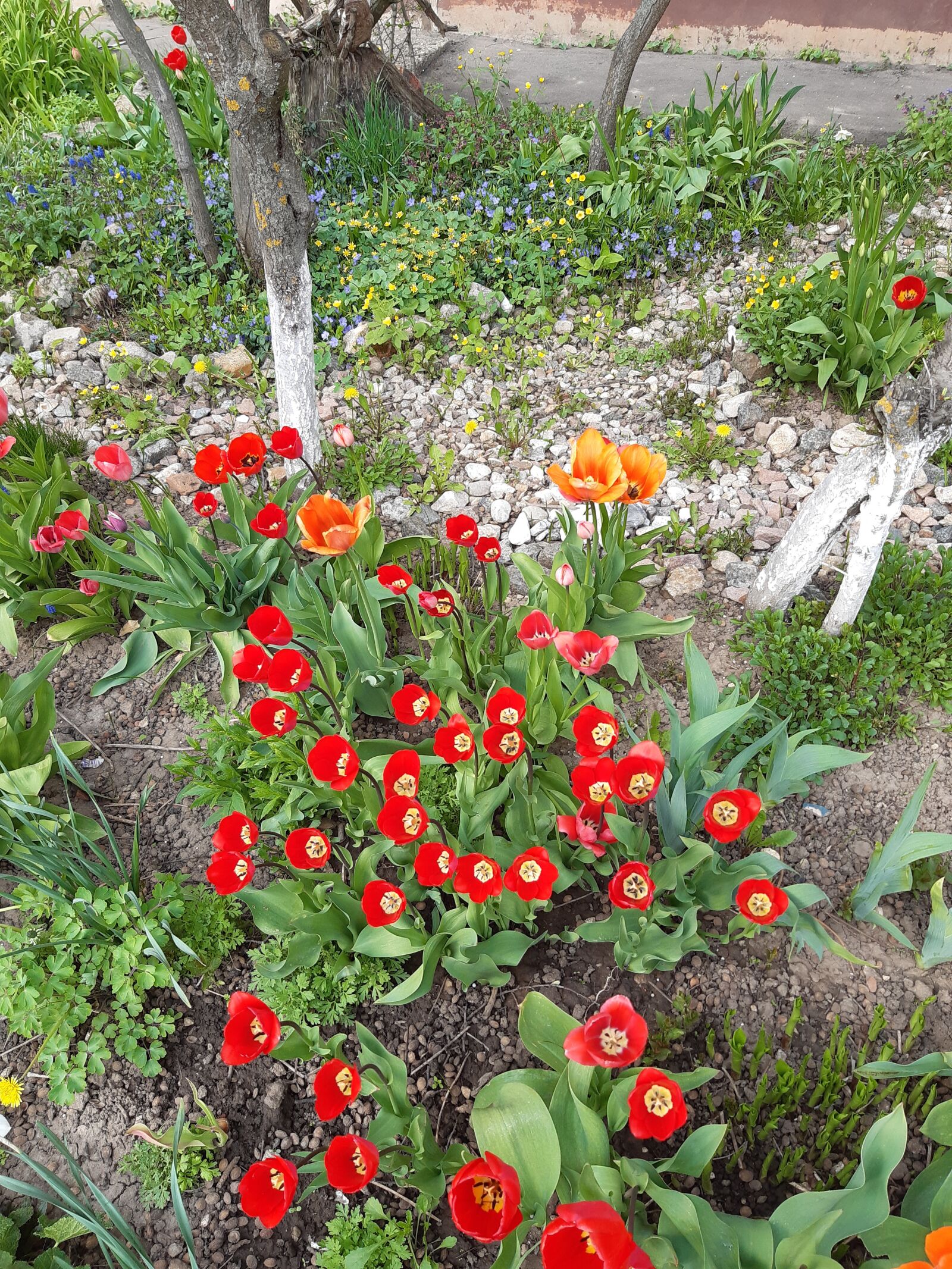 Samsung Galaxy A30 sample photo. Flowers, garden, spring photography