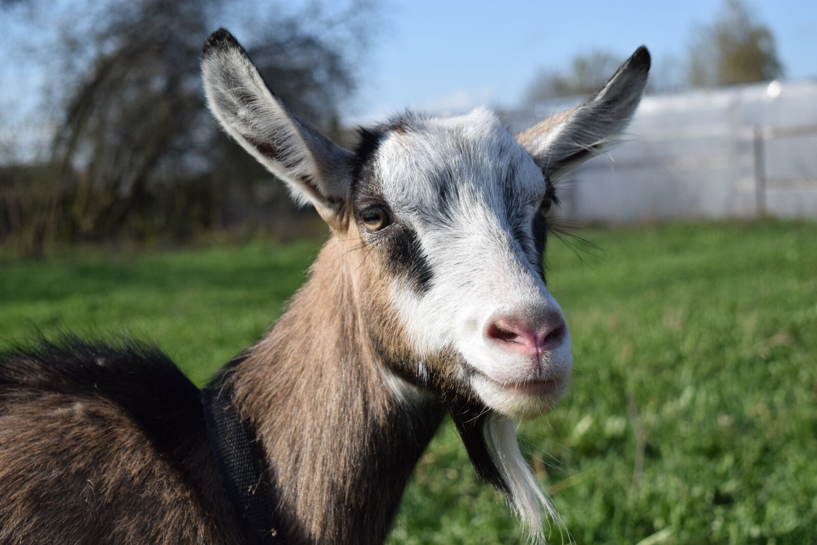 Nikon D5300 sample photo. Goat, goat milk, nature photography