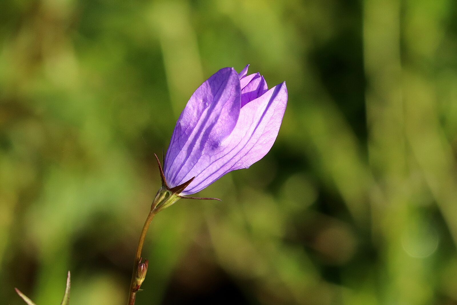Canon EOS 77D (EOS 9000D / EOS 770D) sample photo. Bellflower, nature, pointed flower photography