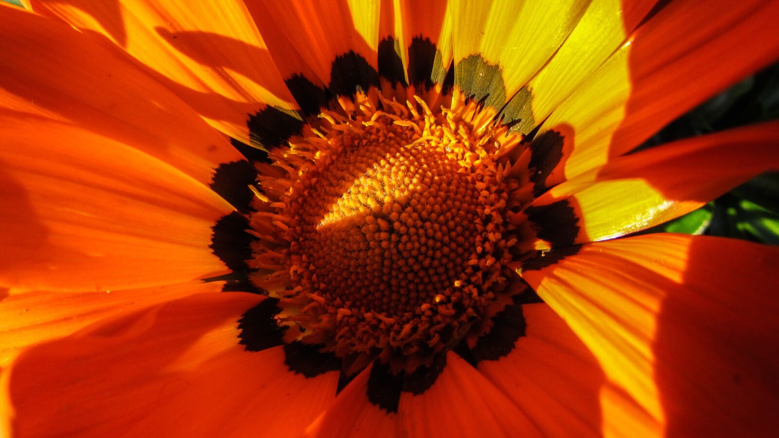 Canon PowerShot SX400 IS sample photo. Cyprus, ayia napa, flower photography