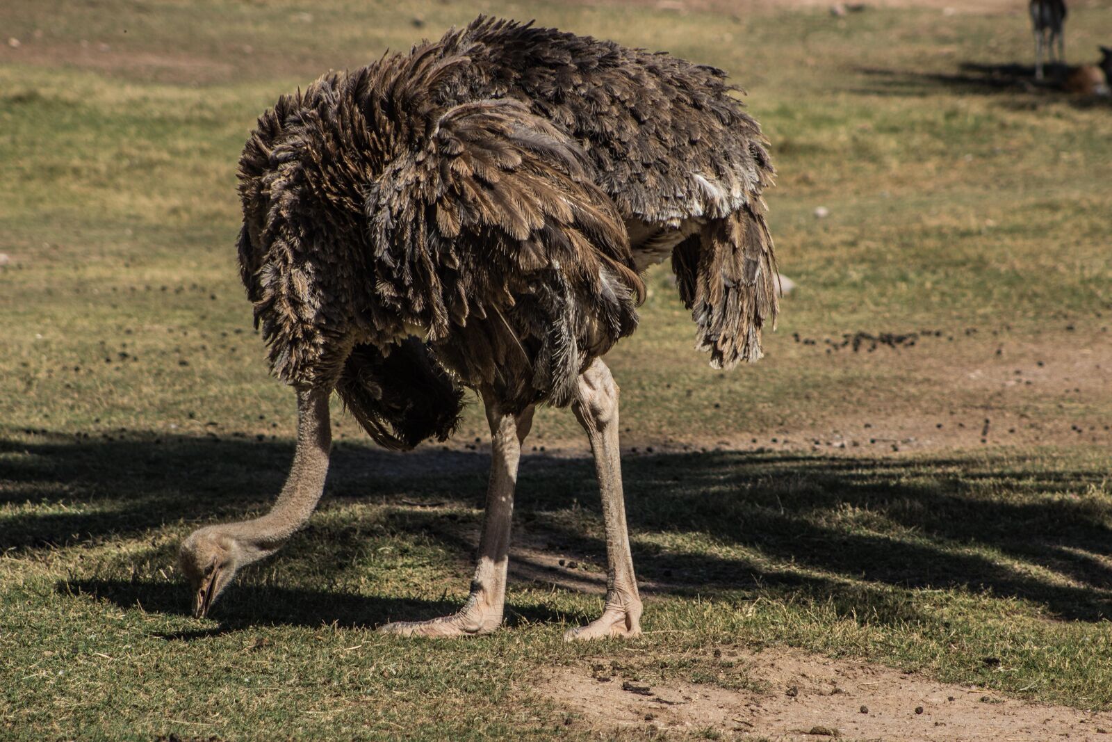 Canon EF 75-300mm f/4-5.6 sample photo. Ostrich, bird, zoo photography