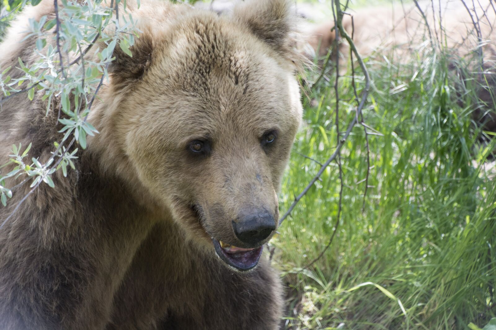 Nikon D7100 sample photo. Beast, bear, hairy photography