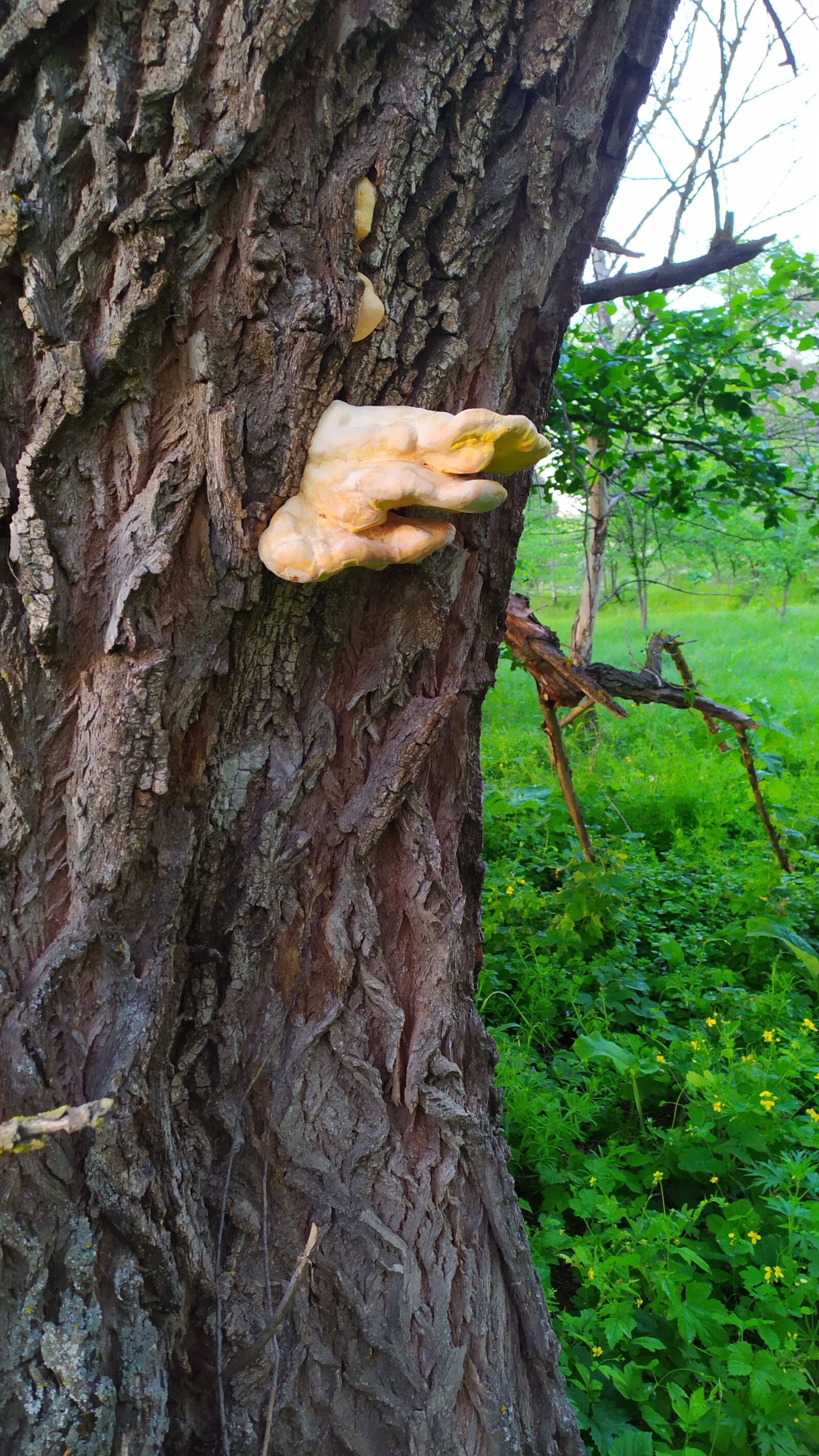 Xiaomi Redmi Note 7 sample photo. Mushroom, three, wood photography