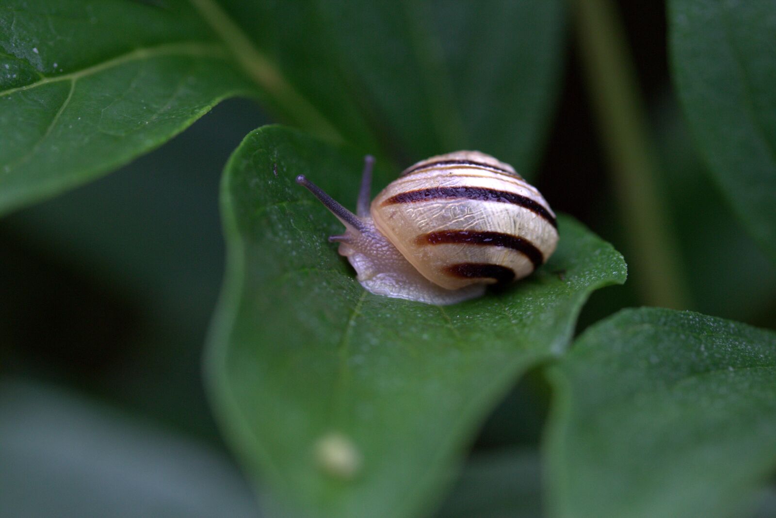 Canon EF-S 60mm F2.8 Macro USM sample photo. Snails, casey, hooked photography