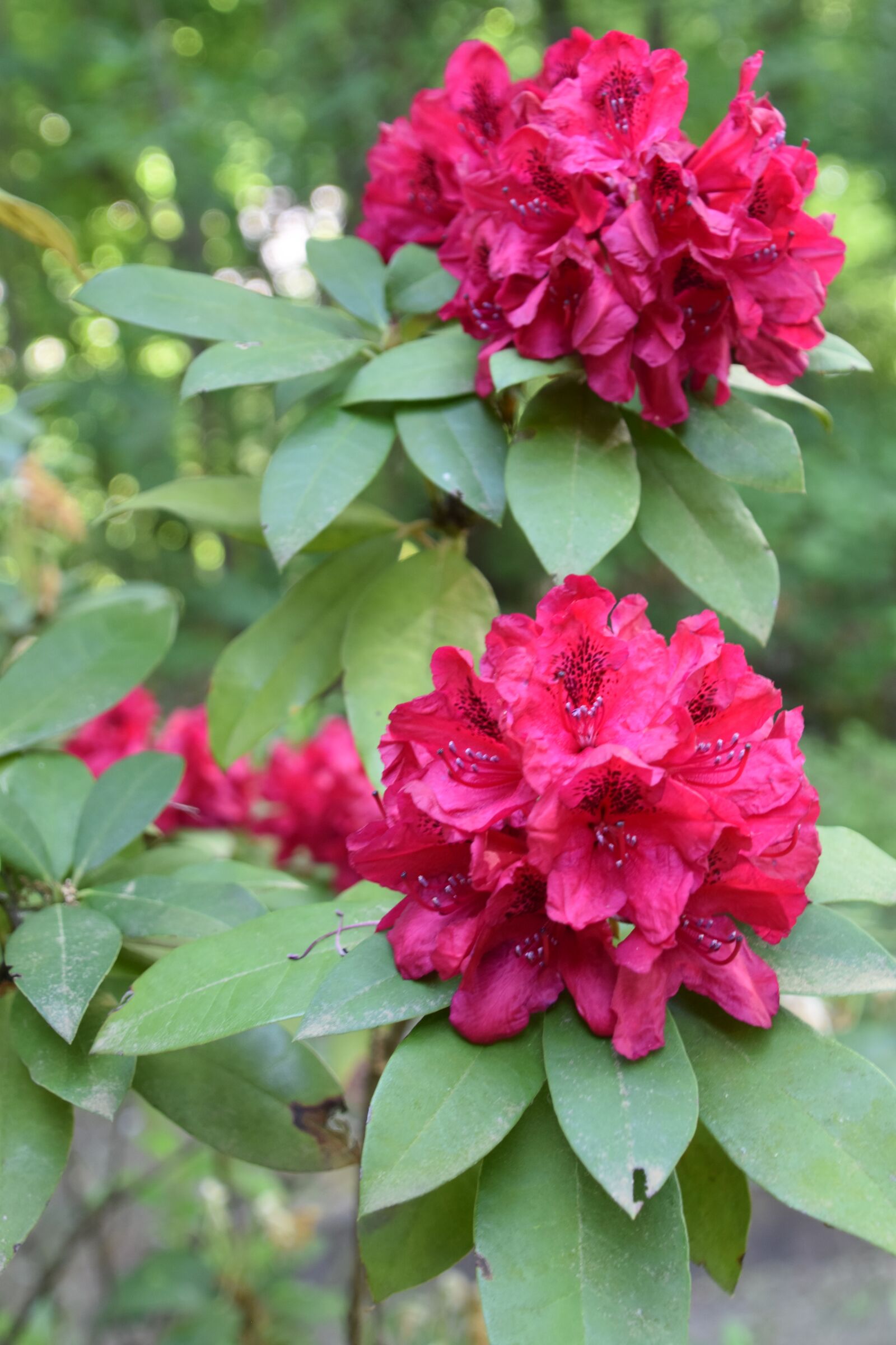 Nikon D5600 sample photo. Flower, nature, plant photography