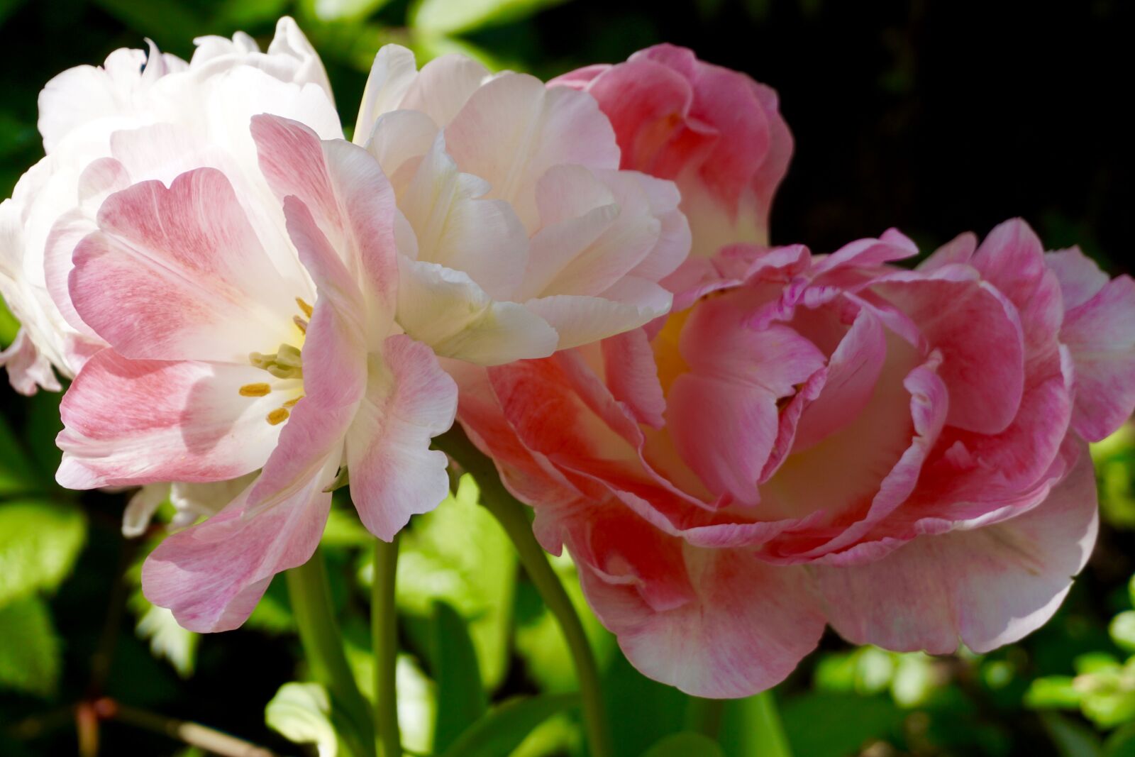 Sony a5100 sample photo. Flower, pink, nature photography