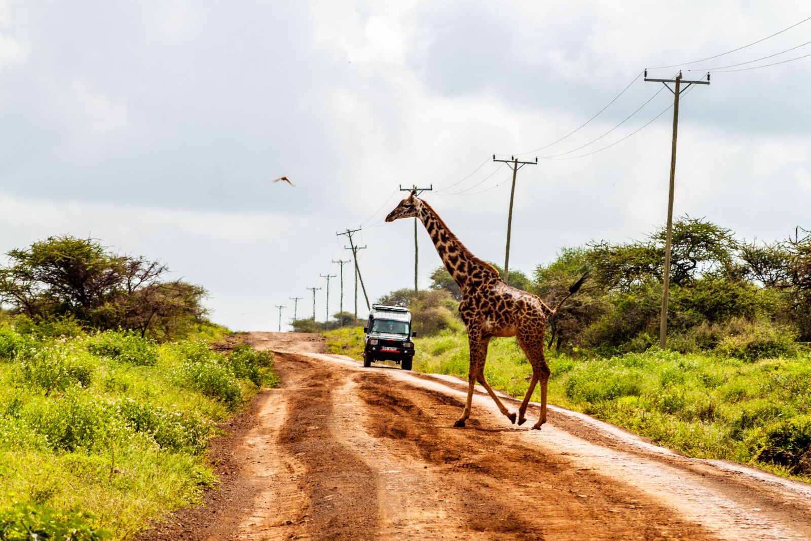 Canon EOS 500D (EOS Rebel T1i / EOS Kiss X3) sample photo. Amboseli national park, giraffes photography