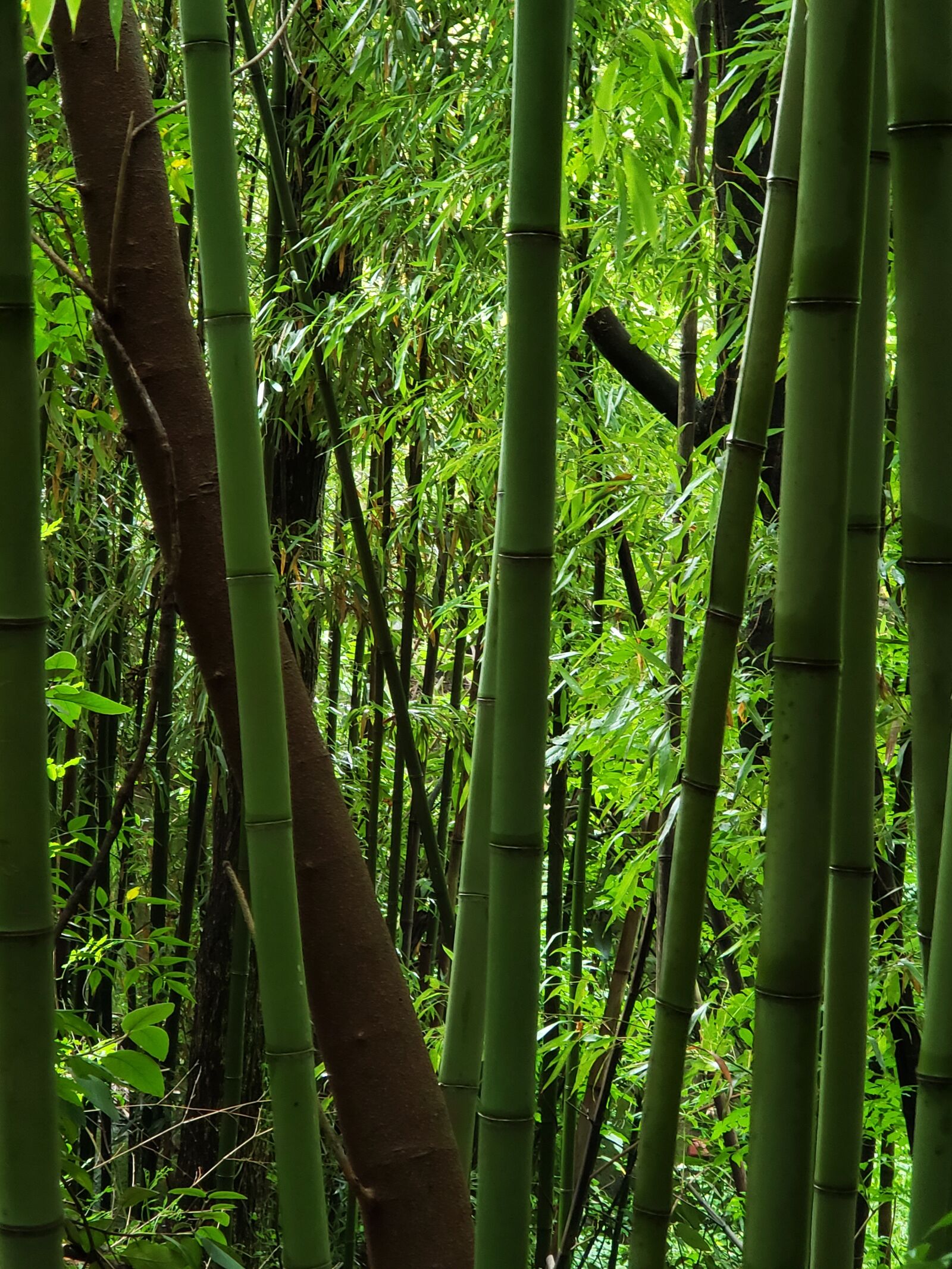 Samsung Galaxy Note9 sample photo. Bamboo, forest, greenery photography