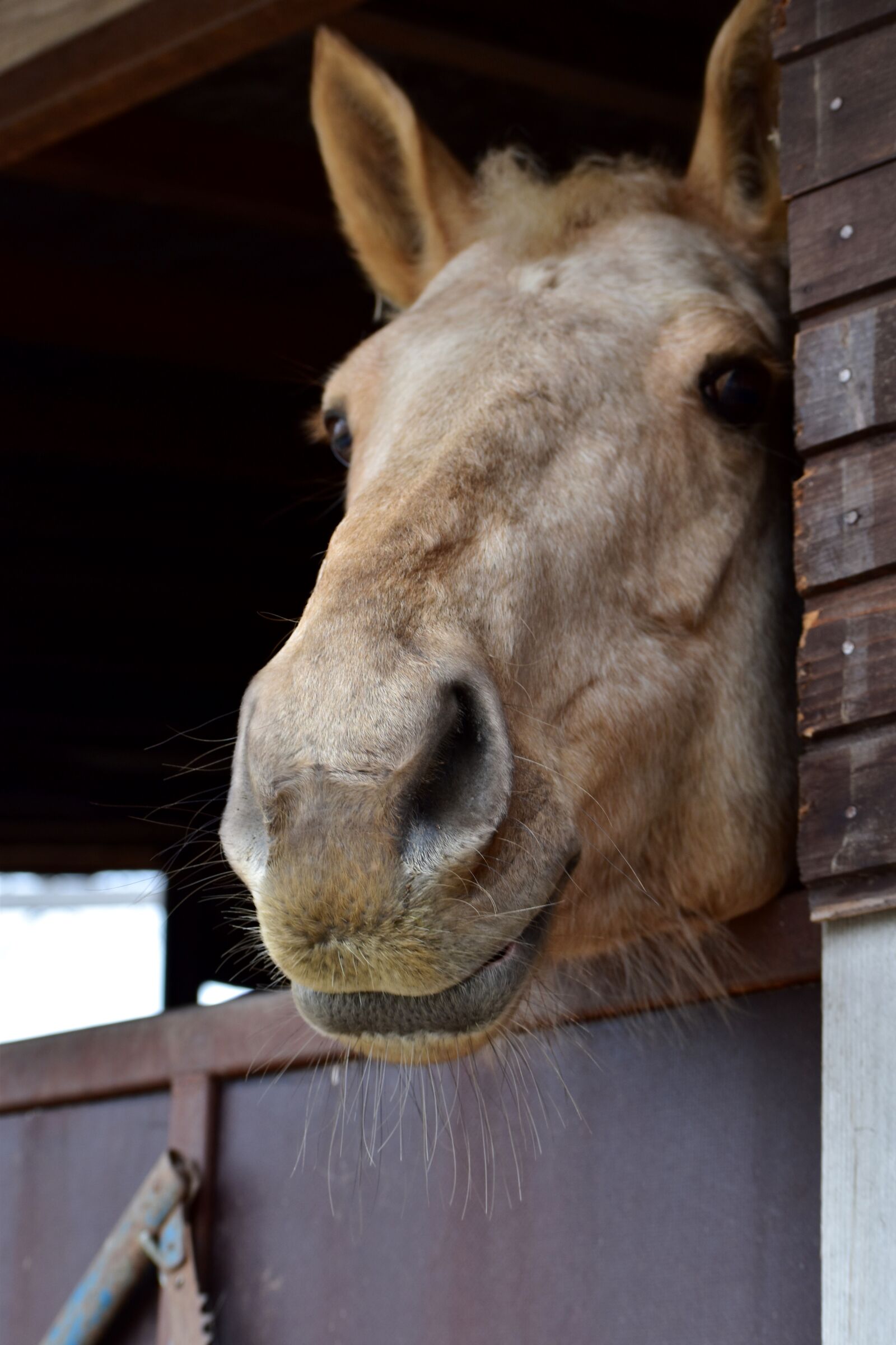 Nikon D5500 sample photo. Horse, head, animal photography