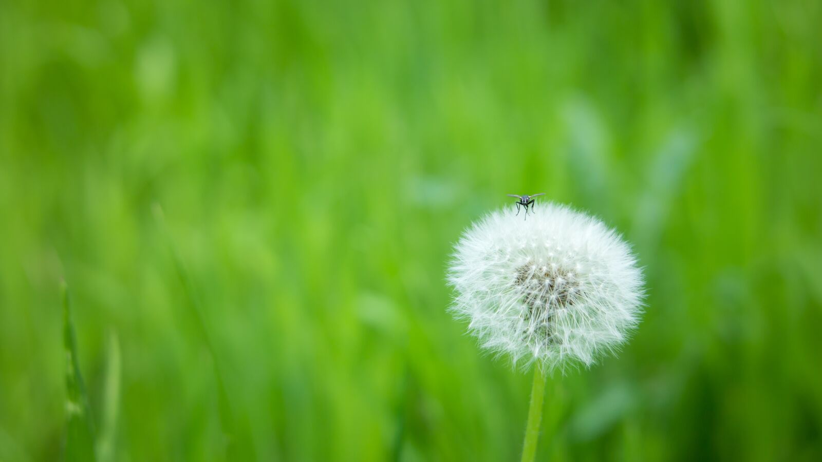 Samsung NX300M sample photo. Dandelion, fly, guest photography