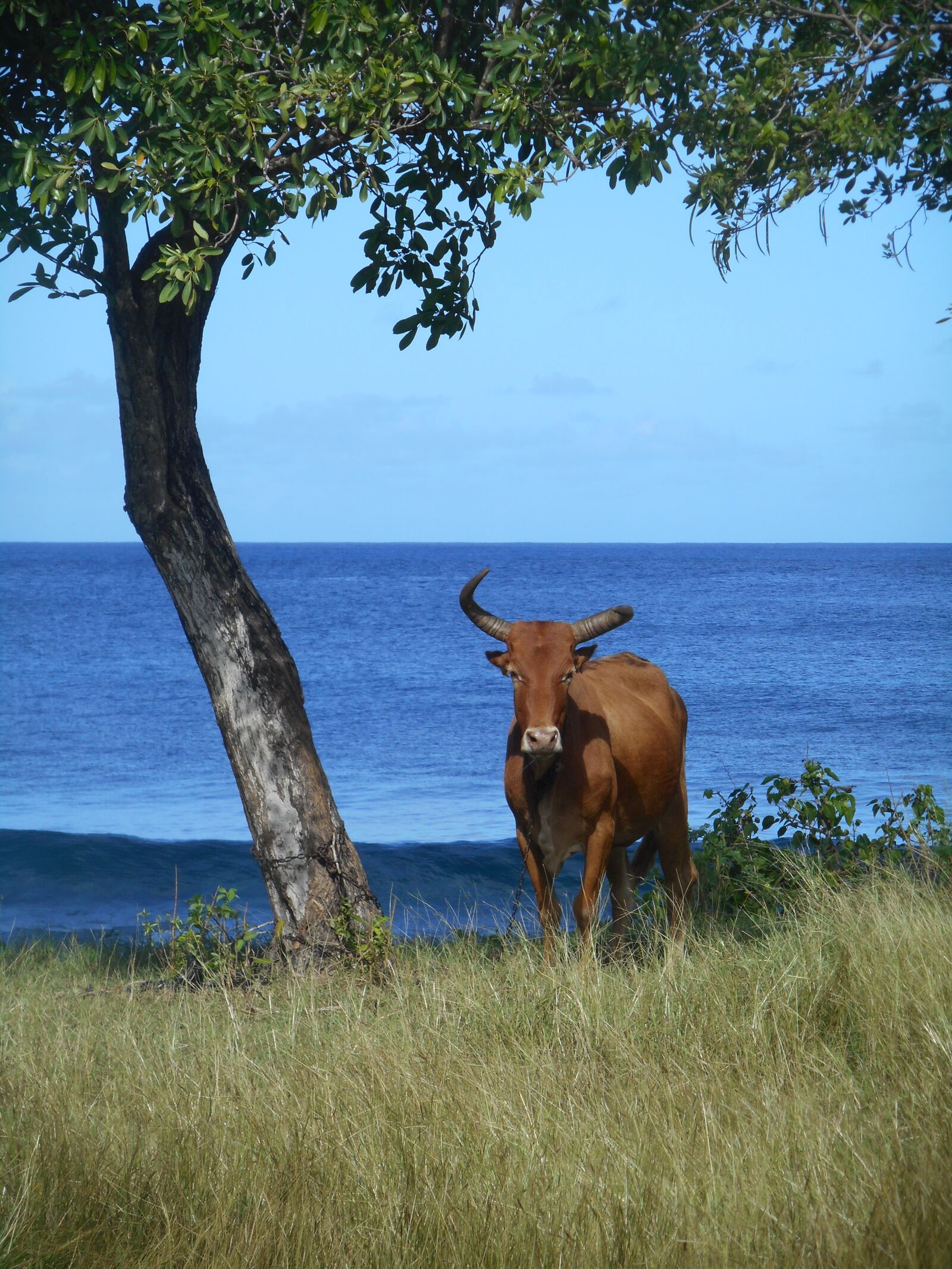 Nikon Coolpix S3600 sample photo. Guadeloupe, sea, beef photography
