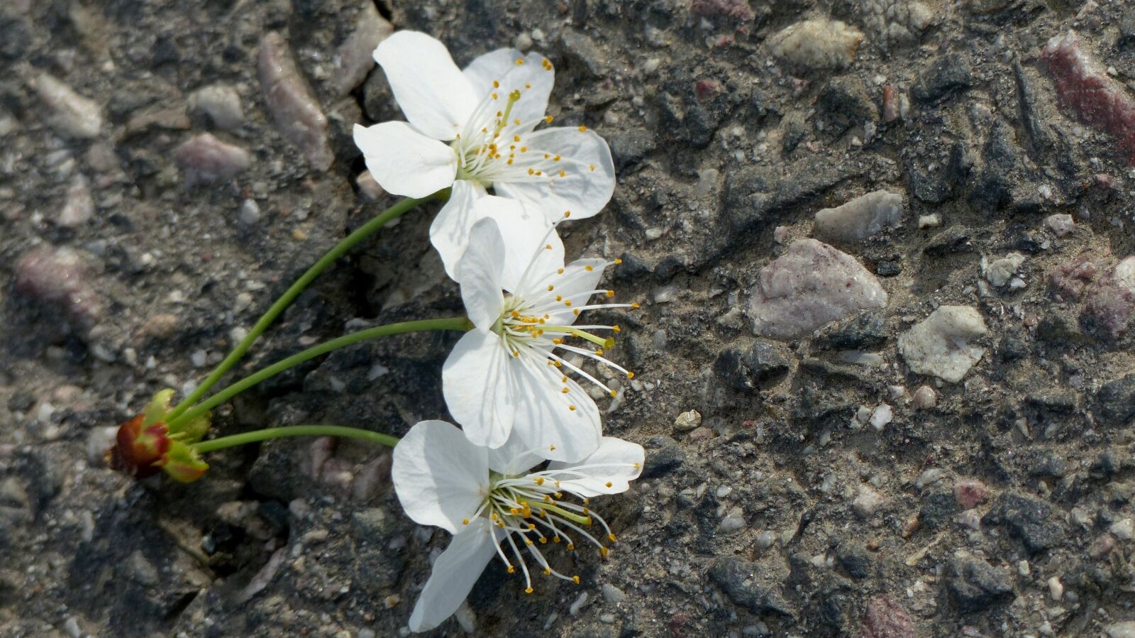 Panasonic Lumix DMC-FZ200 sample photo. Cherry blossom, white, trio photography