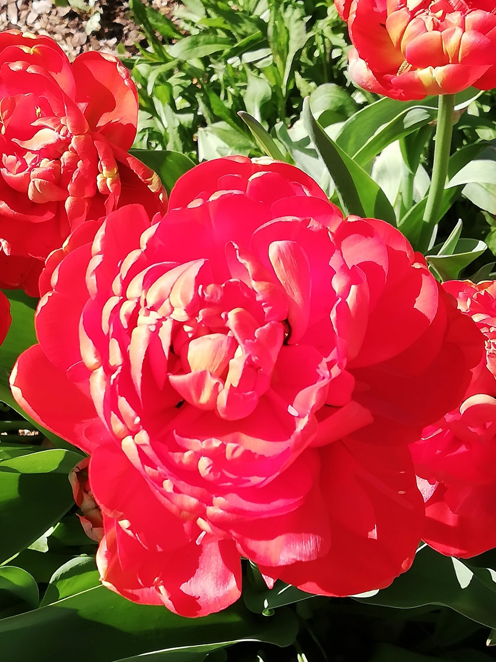 HUAWEI P20 lite sample photo. Rose, red, blossom photography