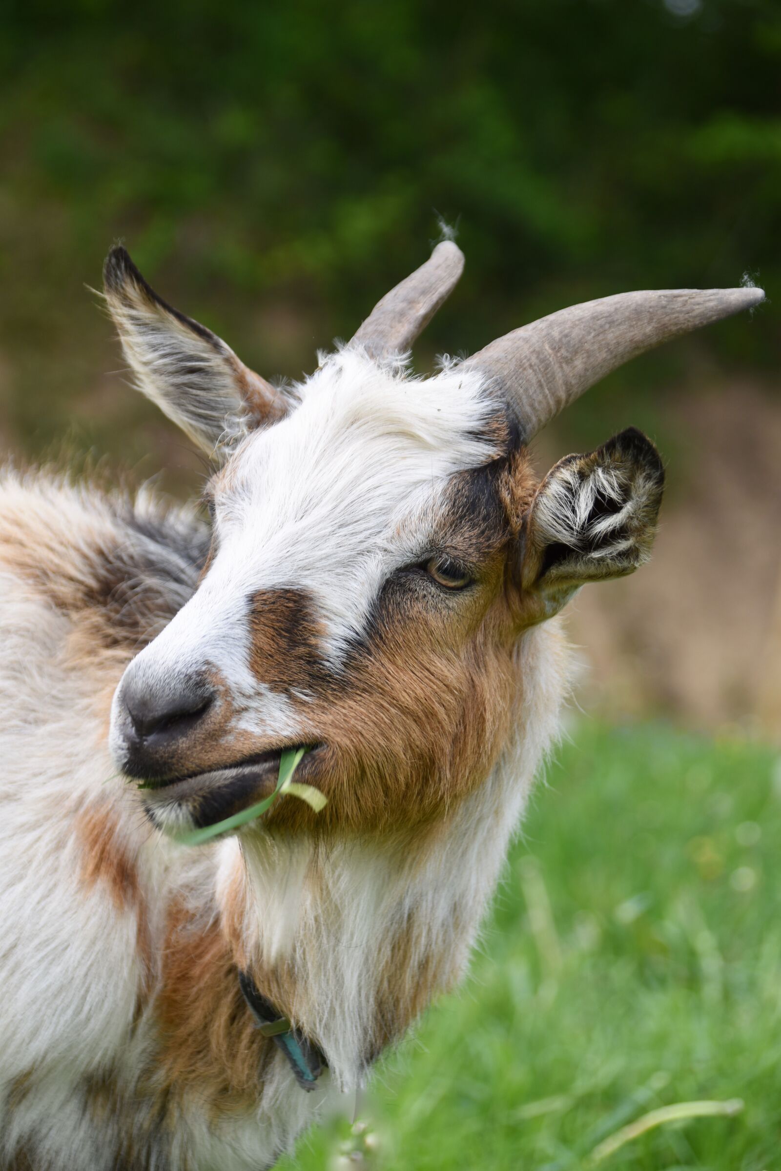 Nikon D5600 sample photo. Goat, goat horns, ruminants photography