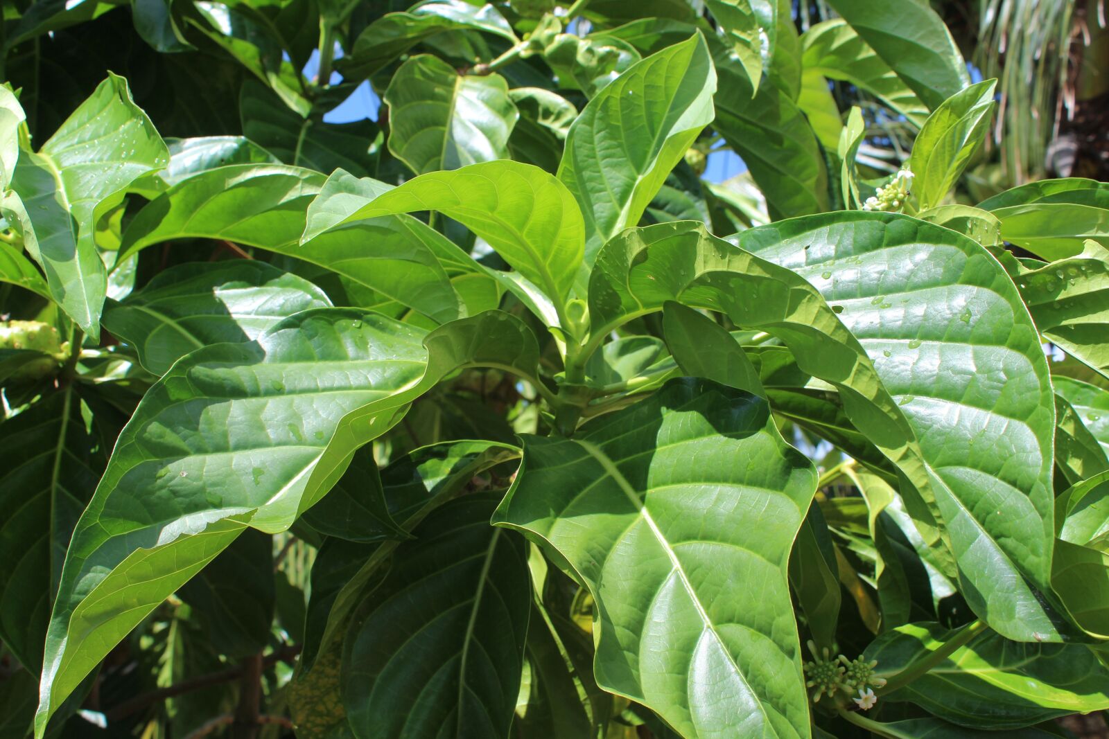 Canon EOS 1300D (EOS Rebel T6 / EOS Kiss X80) sample photo. Leaf, plant, green photography