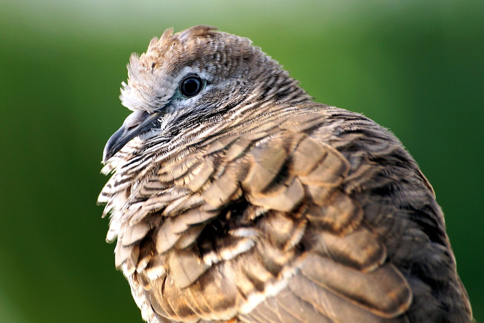 Sony 75-300mm F4.5-5.6 sample photo. Brown bird, animal photography