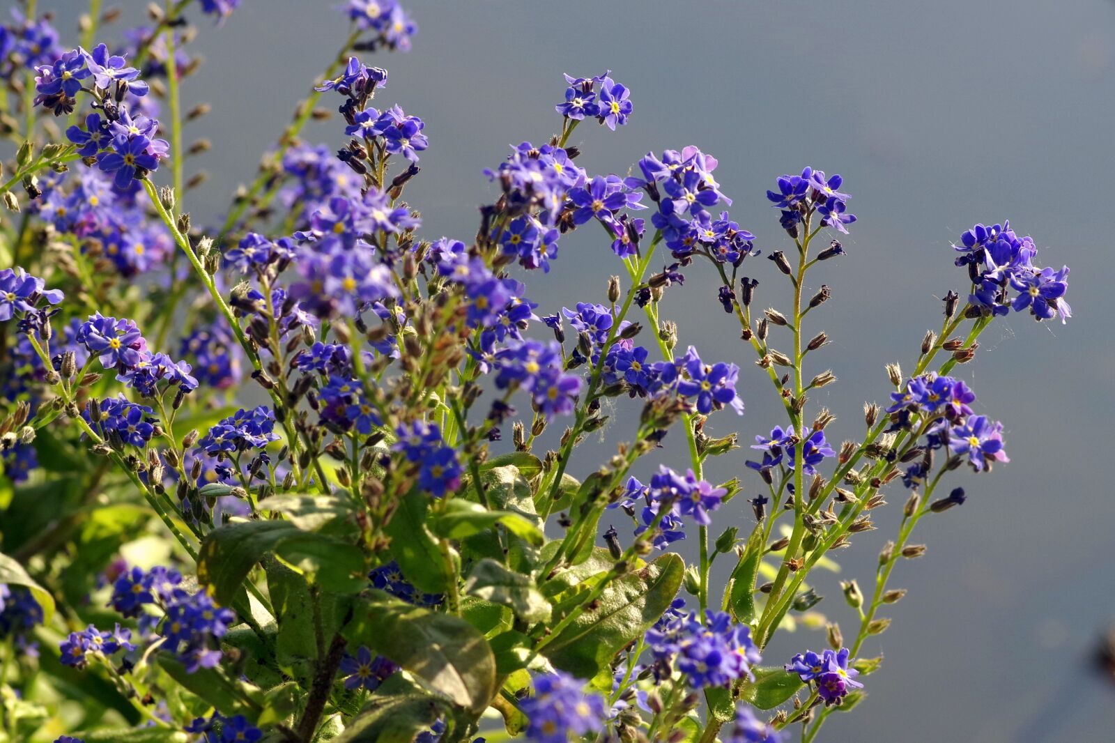 Pentax K-S2 sample photo. Flowers, blue, including a photography