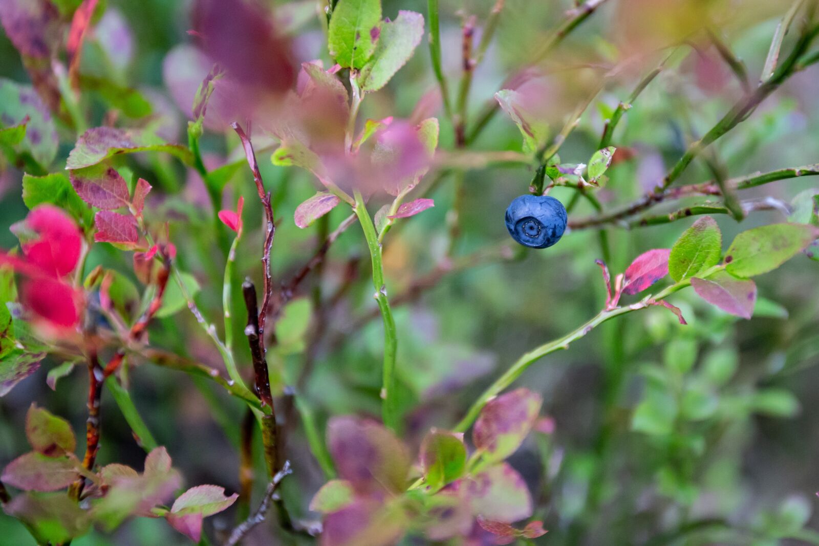 Canon EF 17-40mm F4L USM sample photo. Blueberry, berry, fresh photography