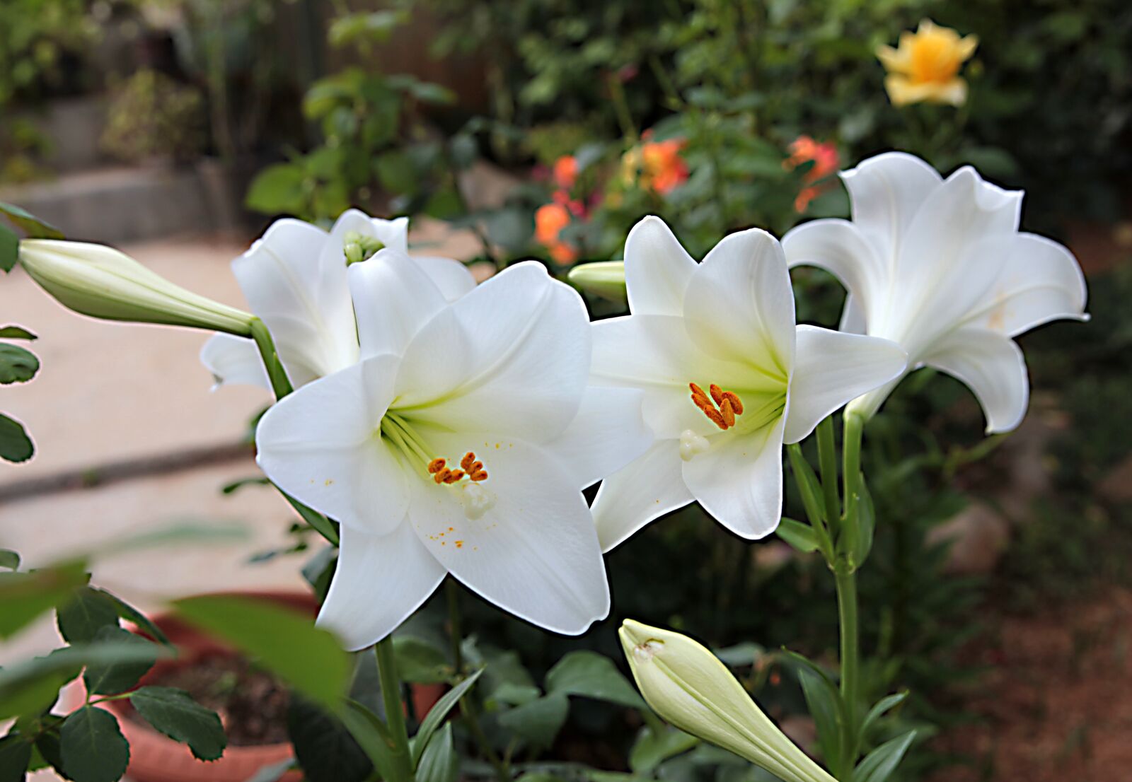 Canon EOS 550D (EOS Rebel T2i / EOS Kiss X4) sample photo. Lilies, lily, bloom photography
