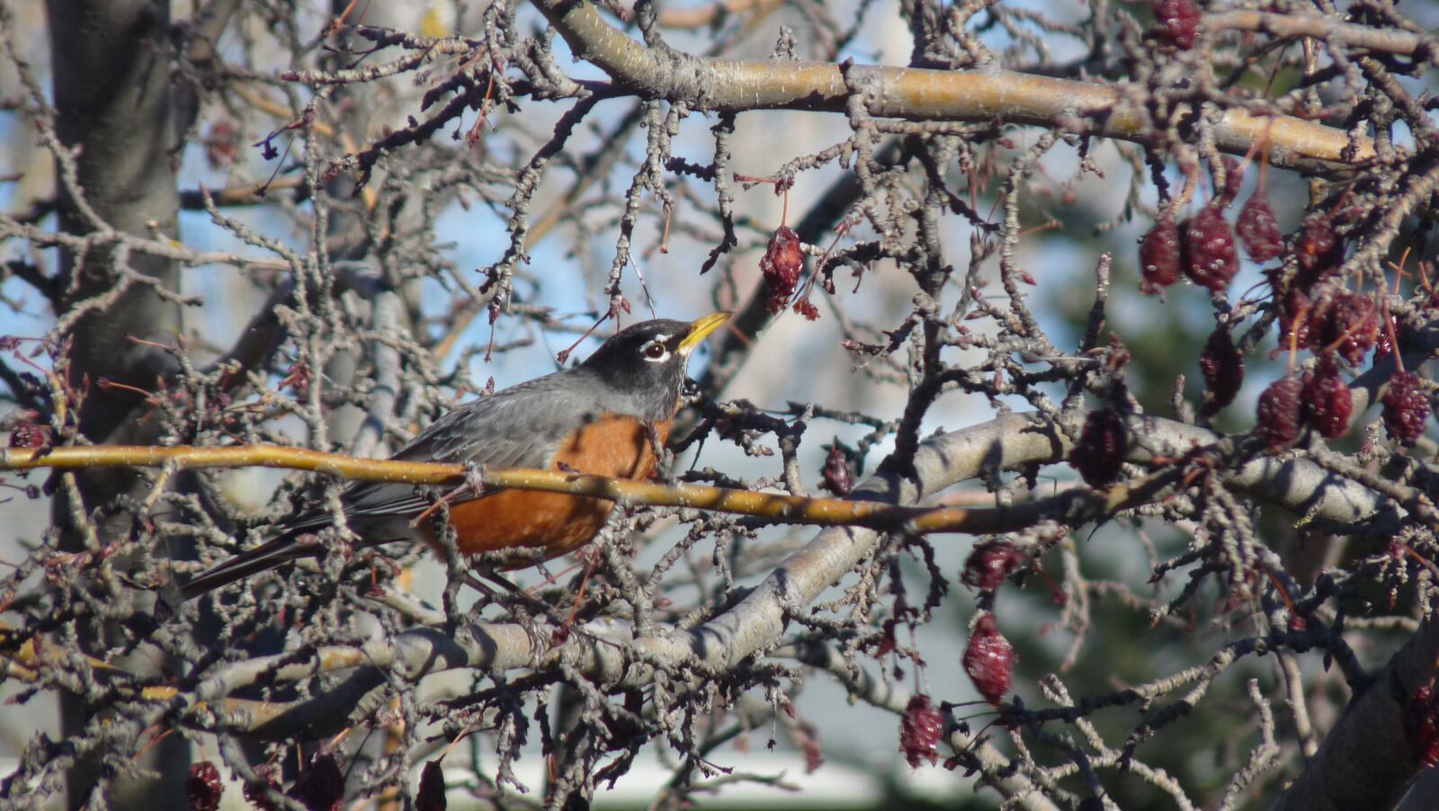 Panasonic Lumix DMC-FZ28 sample photo. Robin eating berries, nature photography