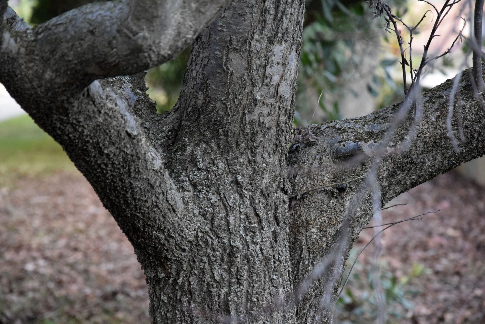 Nikon D3300 sample photo. Tree, bark, wood photography