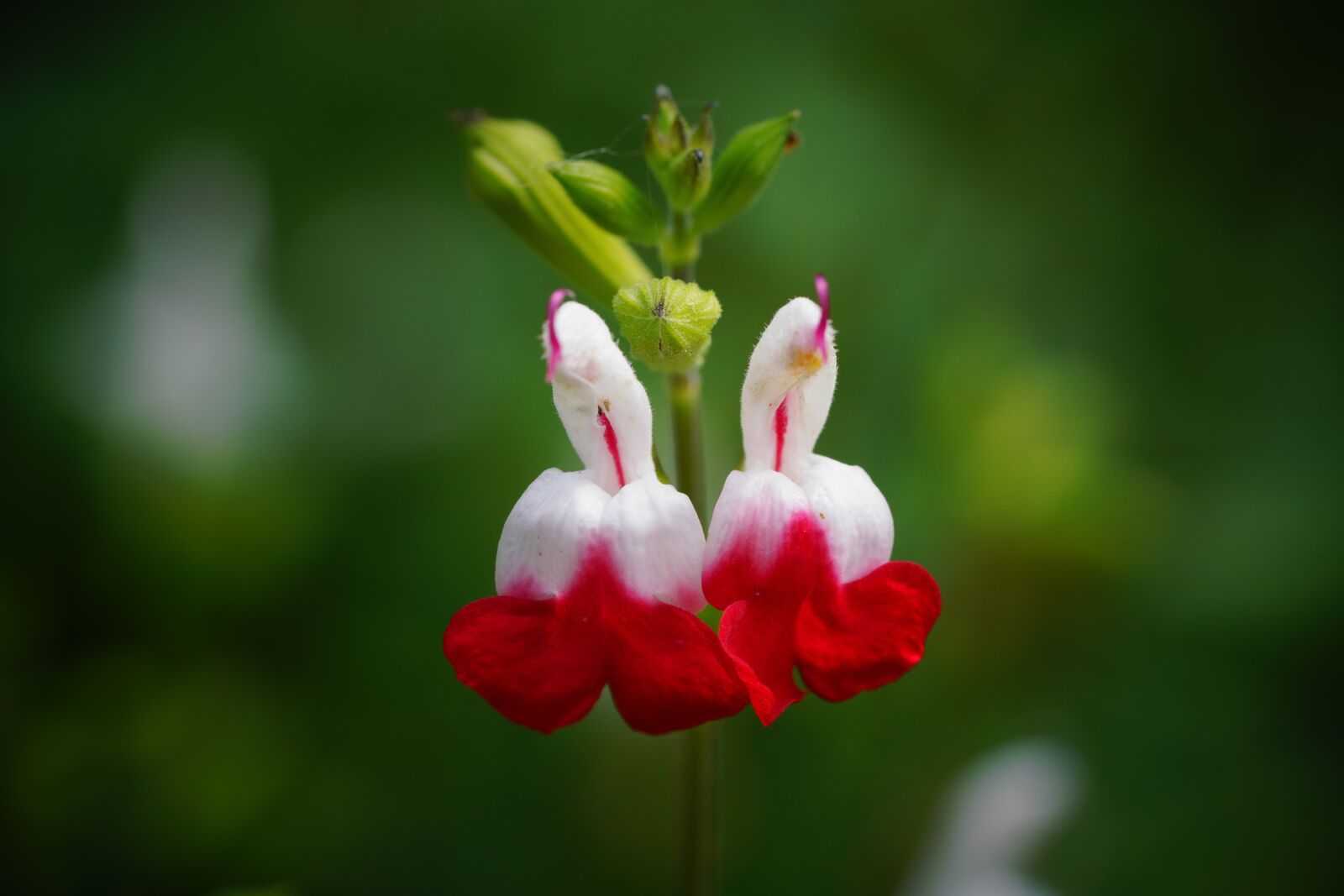 Sony a7R III + Sony FE 90mm F2.8 Macro G OSS sample photo. Flower, nature, beautiful photography