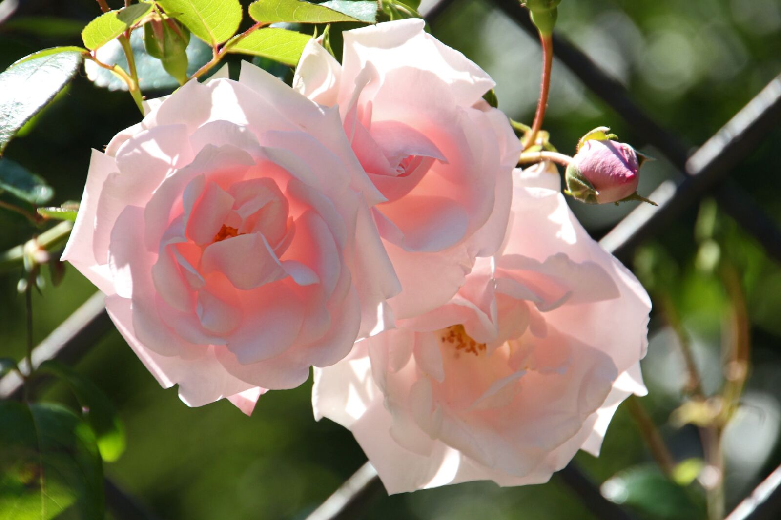 Canon EOS 650D (EOS Rebel T4i / EOS Kiss X6i) sample photo. Roses, pink roses, rose photography