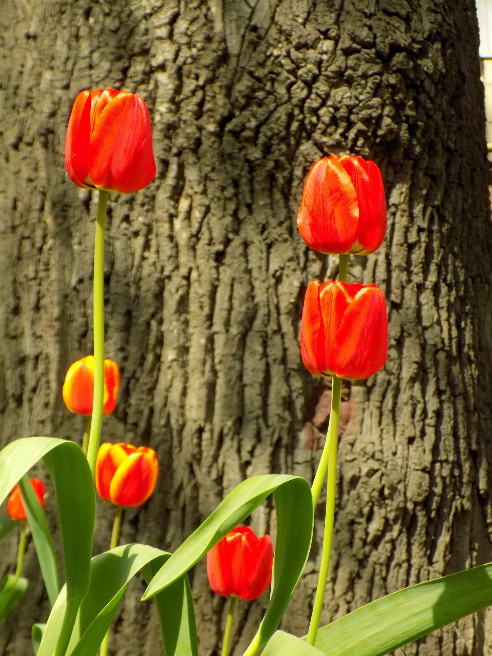 Nikon COOLPIX L330 sample photo. Nature, tulip, plant photography