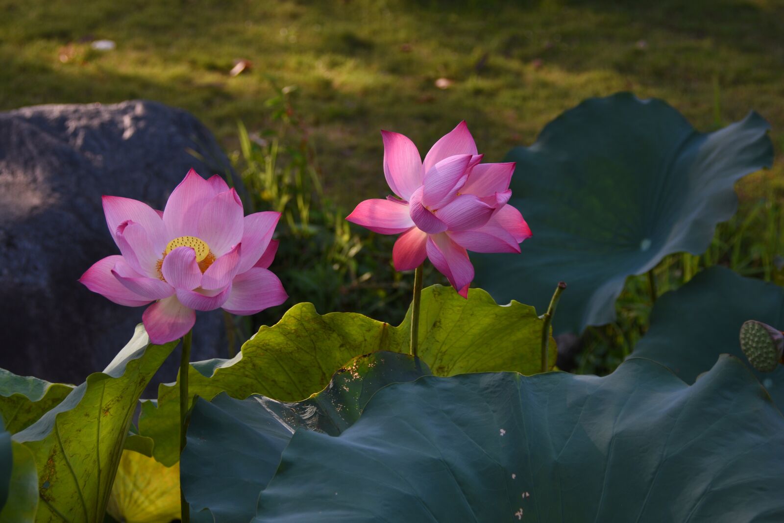 Nikon D7200 sample photo. Lotus, pink, bloom photography