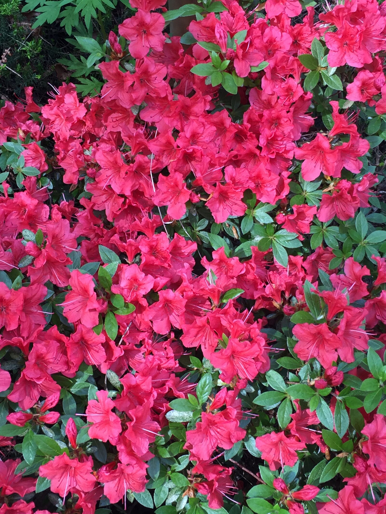 Apple iPhone 6 sample photo. Camelia, pink, blossom photography