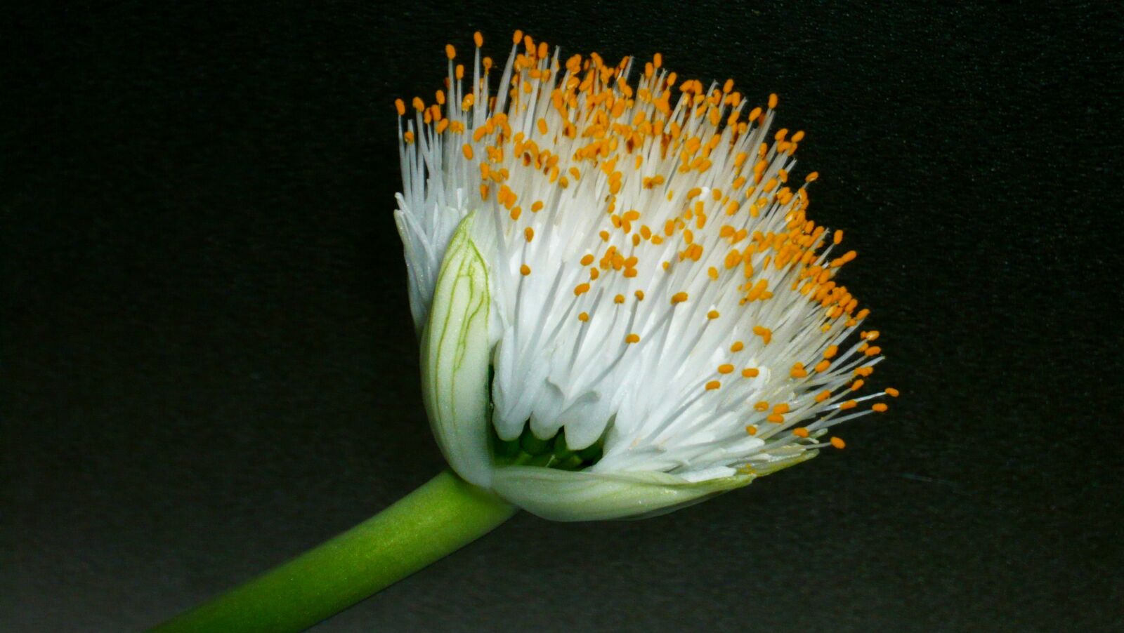 Panasonic DMC-FX33 sample photo. Flower, haemanthus, krvokvět photography