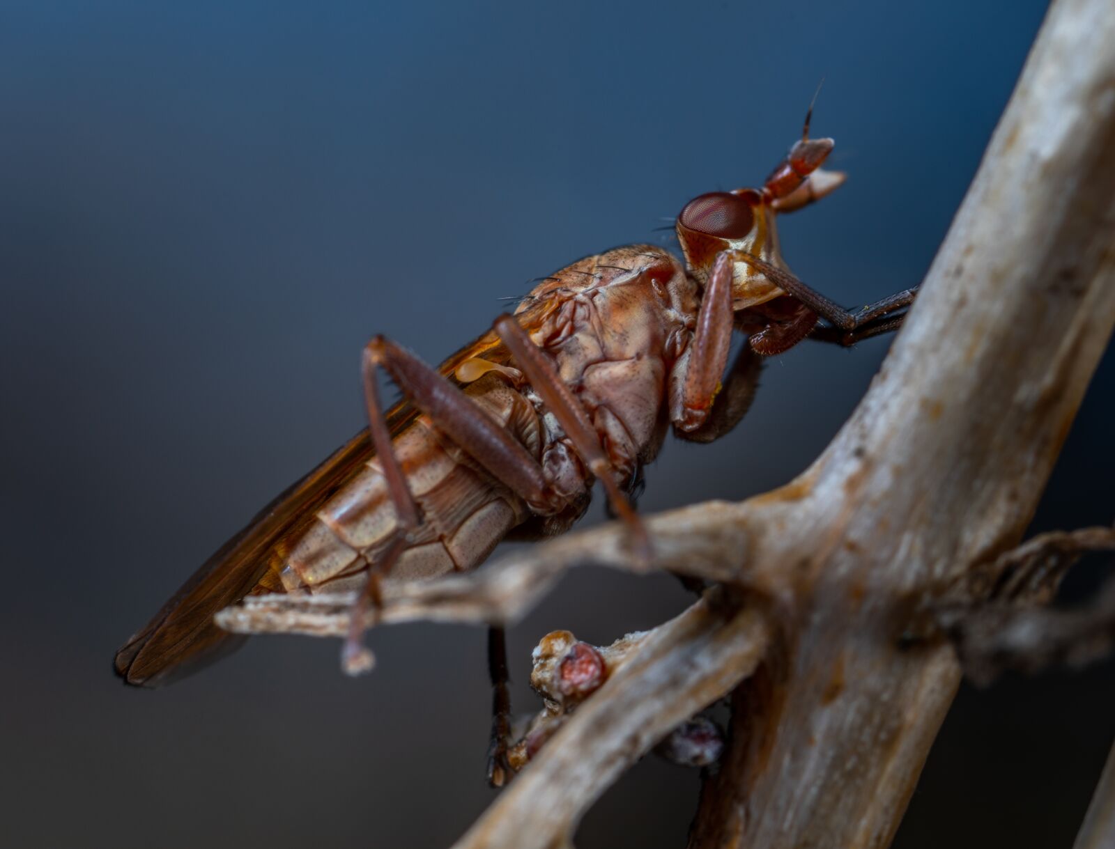 Sony a7R II sample photo. Insect, bespozvonochnoe, nature photography