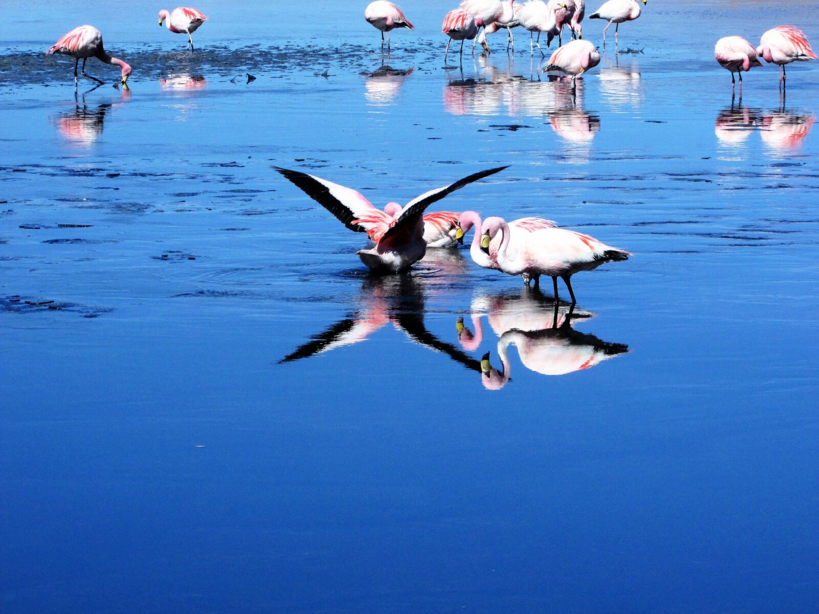 Canon PowerShot SX400 IS sample photo. Nature, flamingos, water bird photography