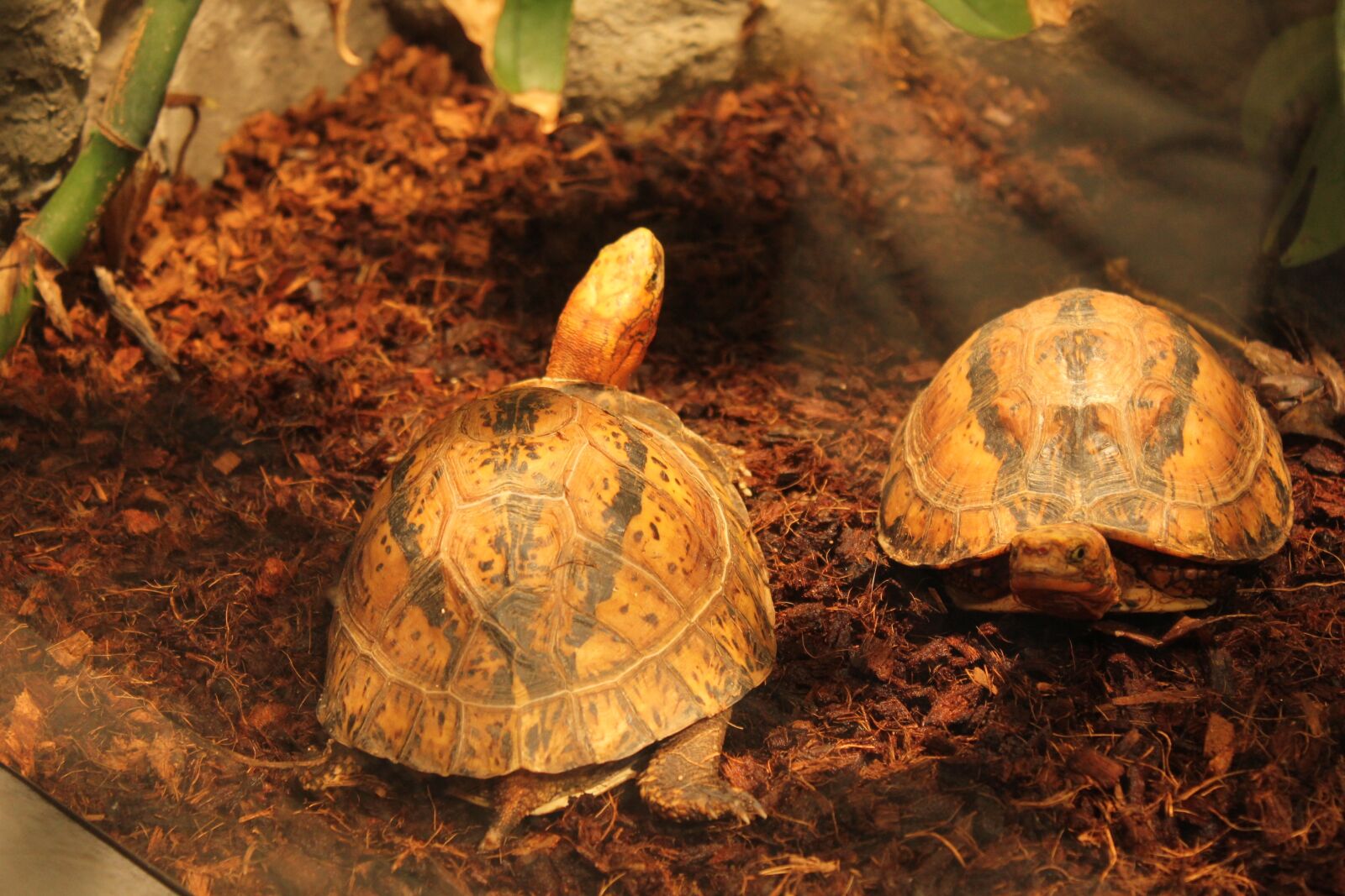 Canon EOS 550D (EOS Rebel T2i / EOS Kiss X4) sample photo. Turtle, amphibians photography
