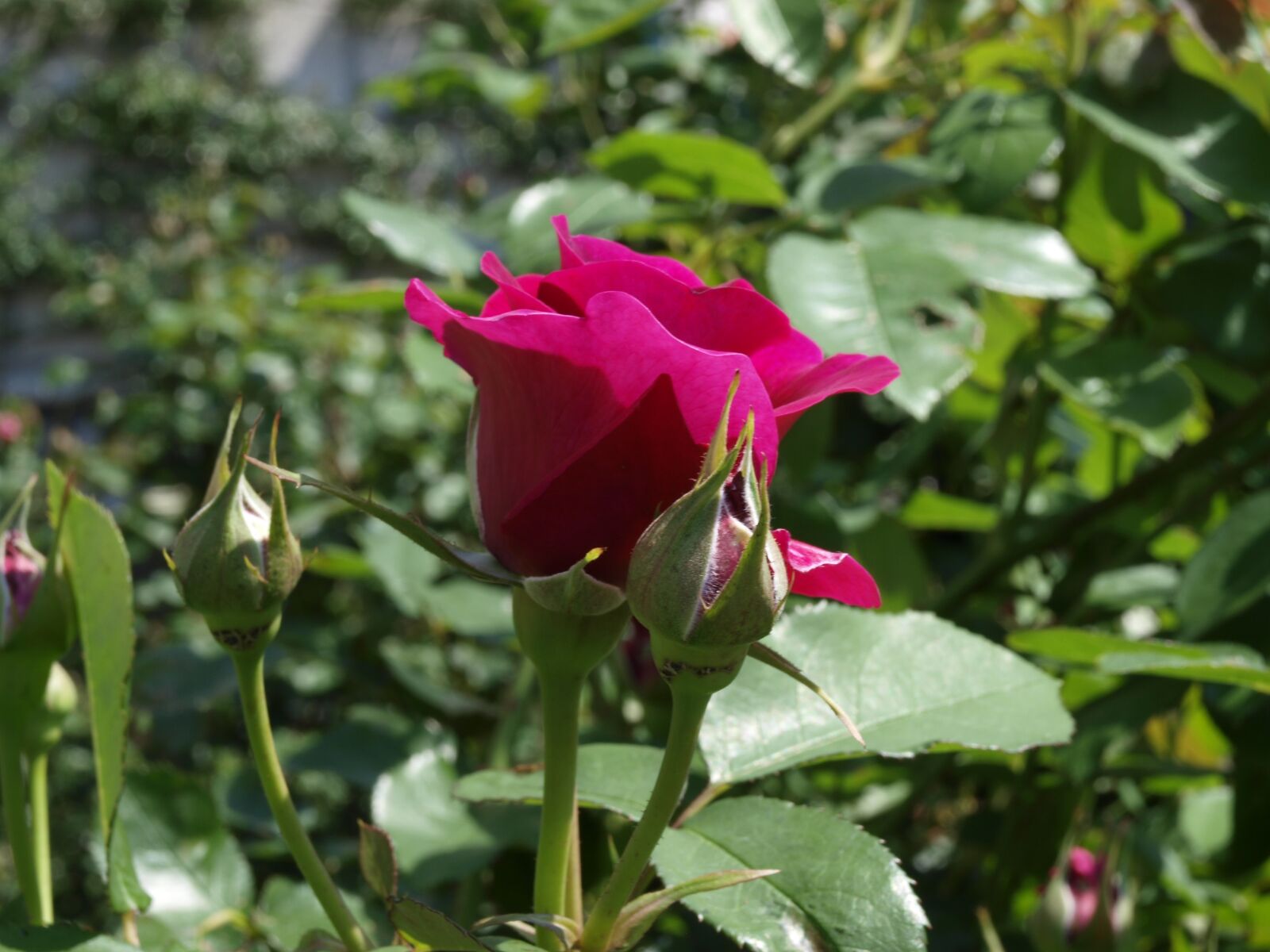 Olympus E-420 (EVOLT E-420) sample photo. Rose, nunobiki herb garden photography