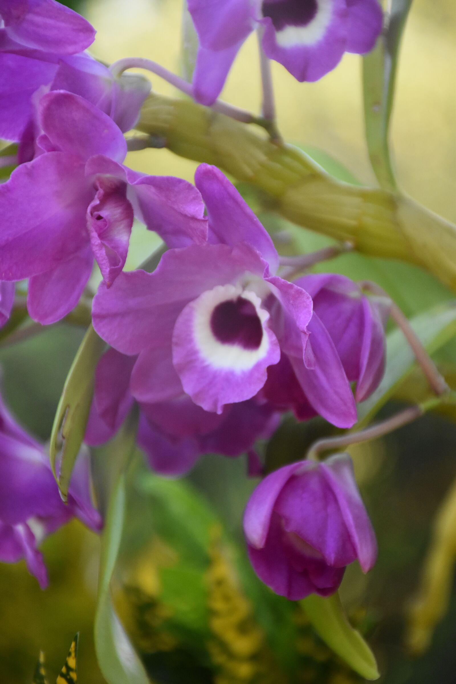 Nikon D5600 sample photo. Orchids, garden, nature photography