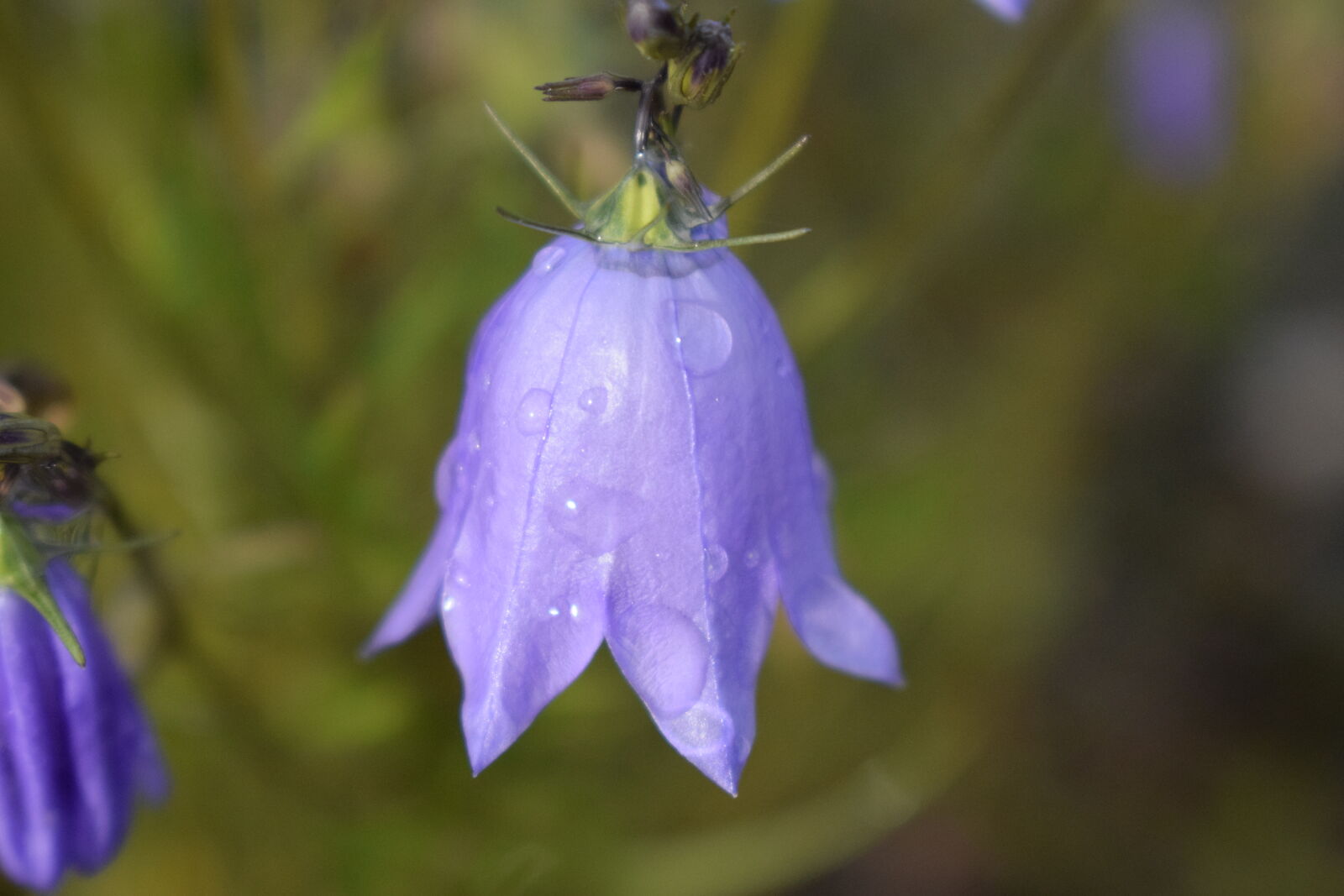 Nikon D3300 sample photo. Purple, flower photography