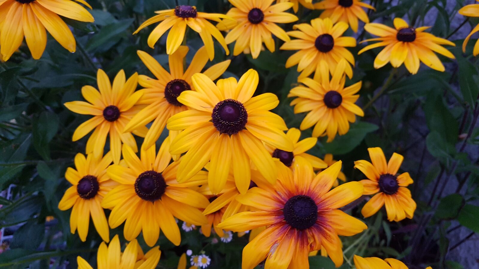 Samsung Galaxy S7 sample photo. Sunflower, flowers, bloom photography