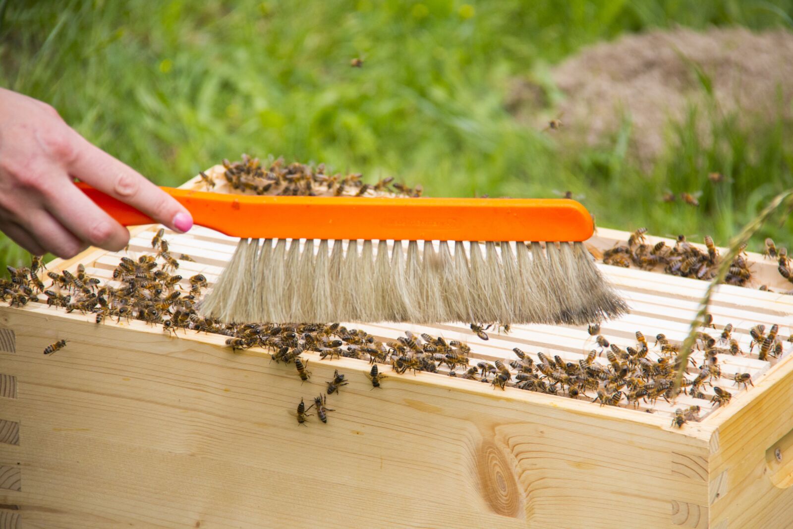 Canon EF-S 18-200mm F3.5-5.6 IS sample photo. Bees, hive, honey bees photography