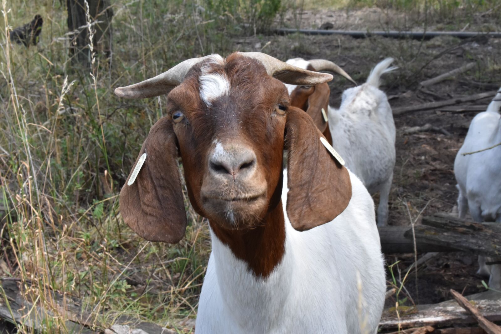 Nikon D3400 sample photo. Goat, range, farm photography