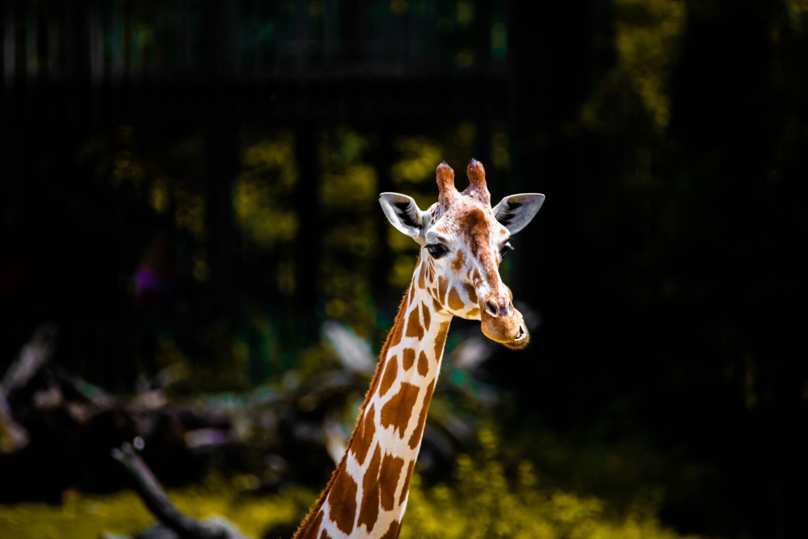 Nikon D850 sample photo. Giraffe, africa, wilderness photography