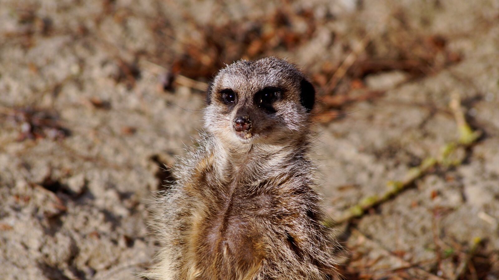 Sony SLT-A58 sample photo. Meerkat, timon, nature photography