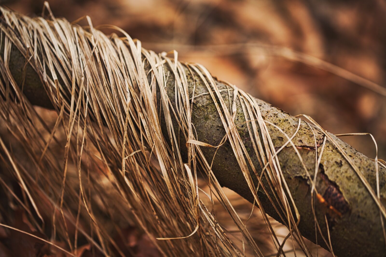 Canon EOS 5D sample photo. Branch, grass, dry photography