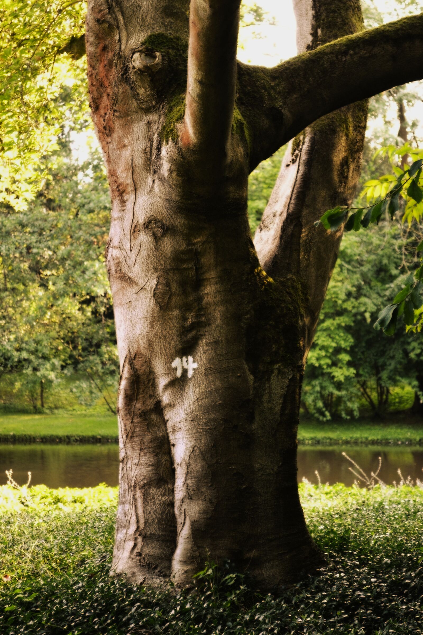 Nikon D3100 sample photo. Tree, forest, landscape photography