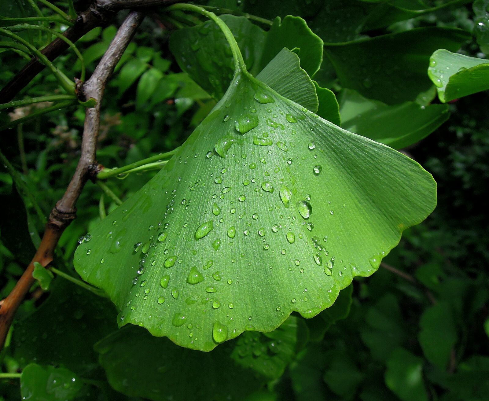Nikon Coolpix P300 sample photo. Foliage, ginkgo leaf, ginkgo photography