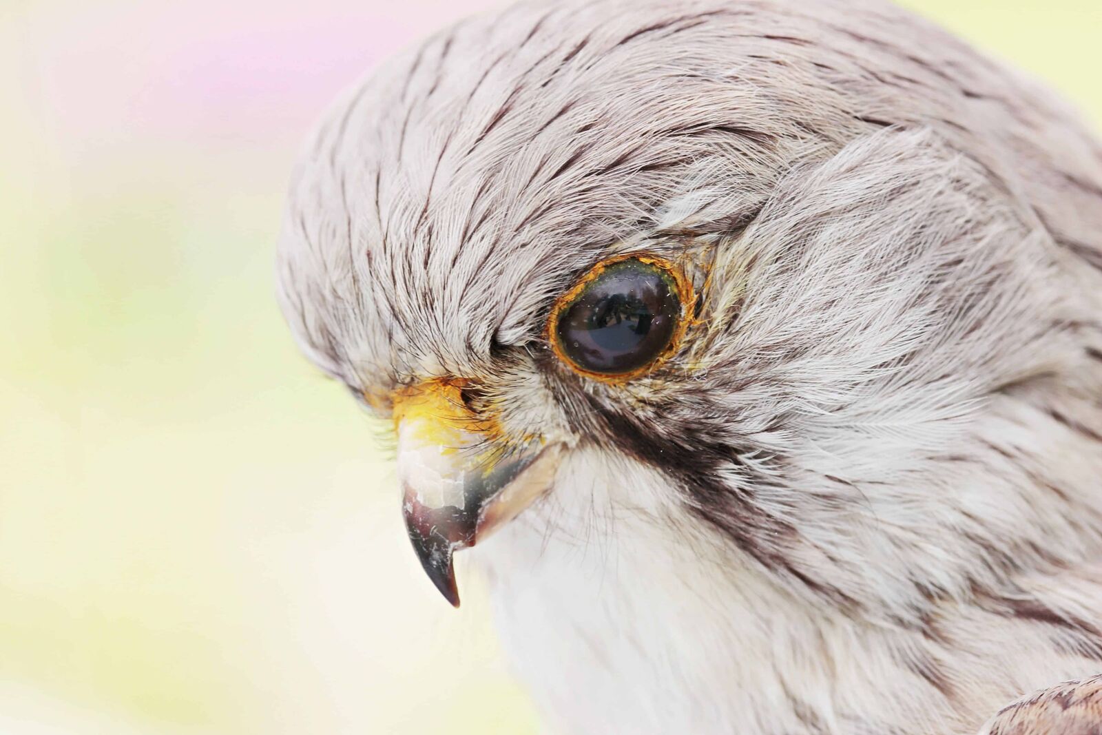 Canon EOS 100D (EOS Rebel SL1 / EOS Kiss X7) sample photo. Grey hawk, beak, eye photography